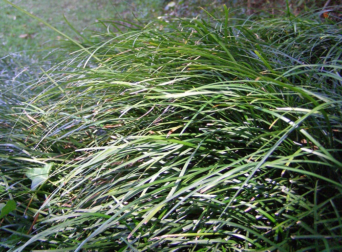 Ophiopogon latifolius